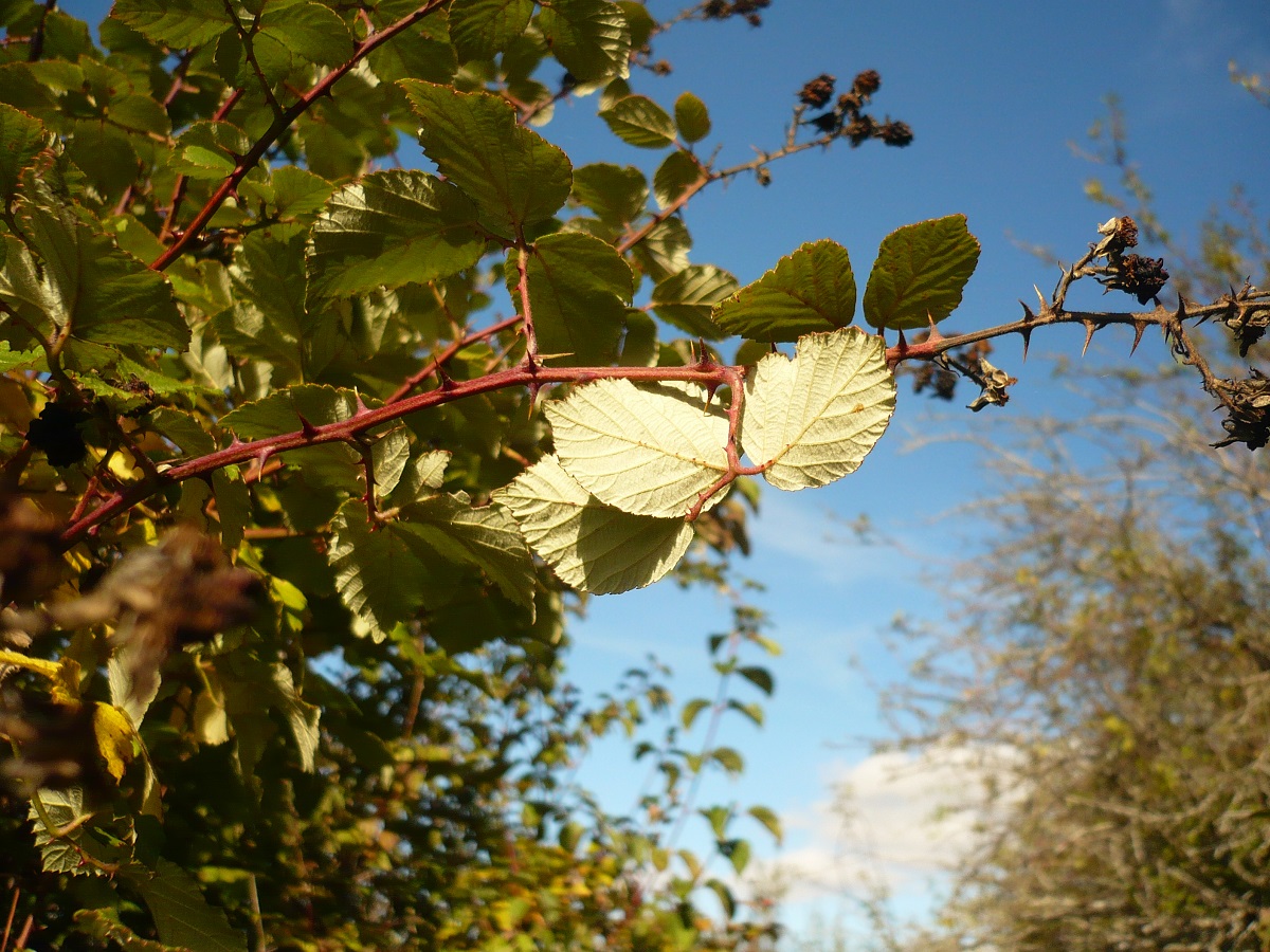 Rubus ulmifolius (Rosaceae)